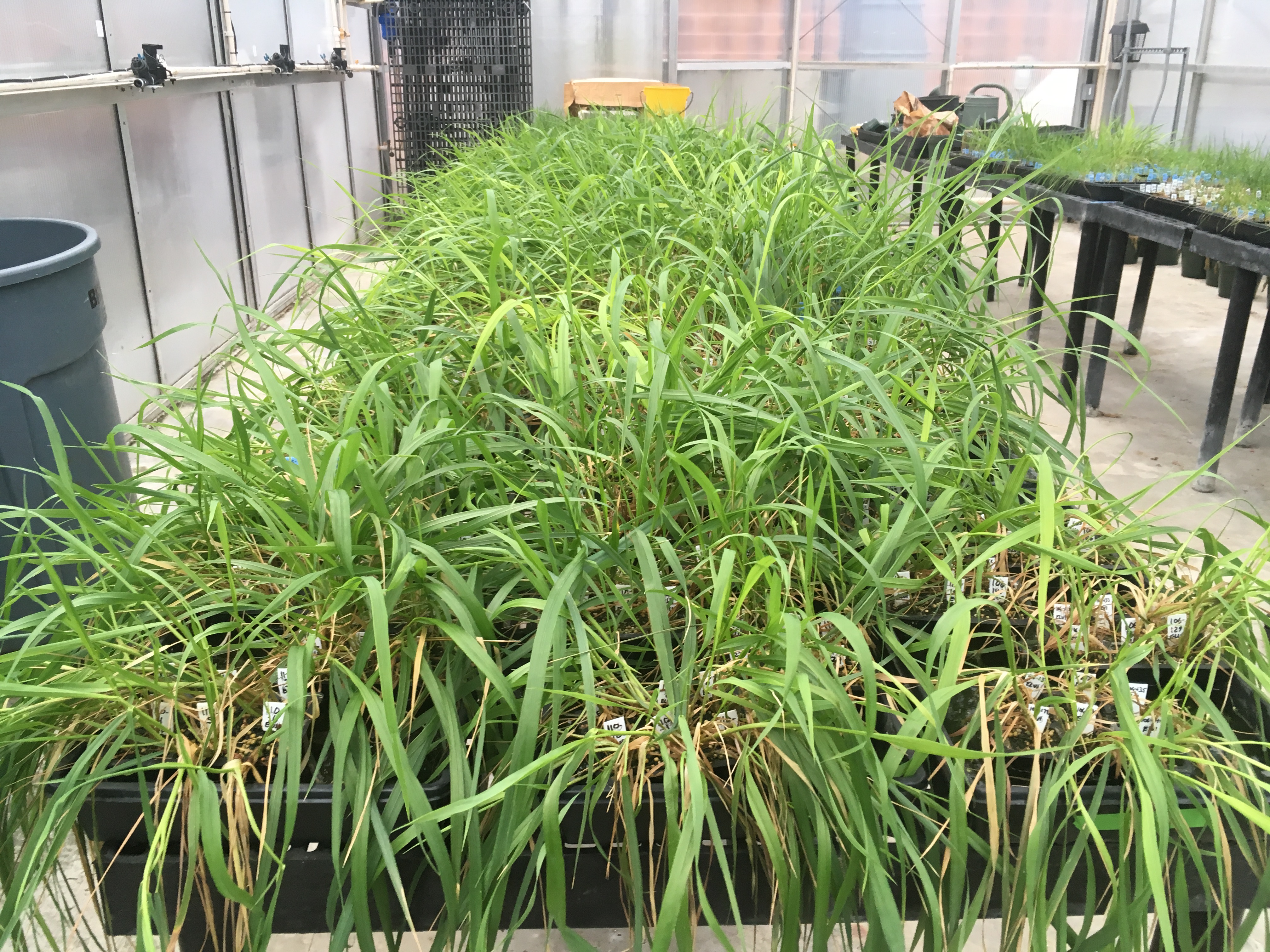 Seedlings grown in the greenhouse for transplanting across the range